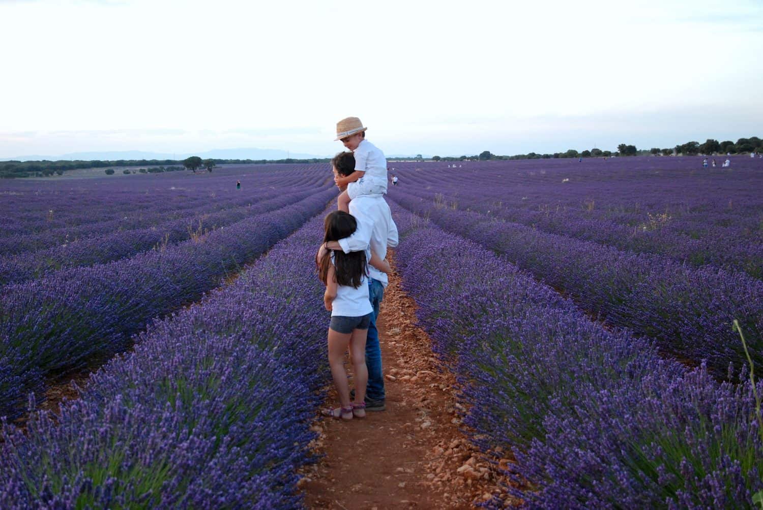 Visita los impresionantes campos de lavanda en Brihuega