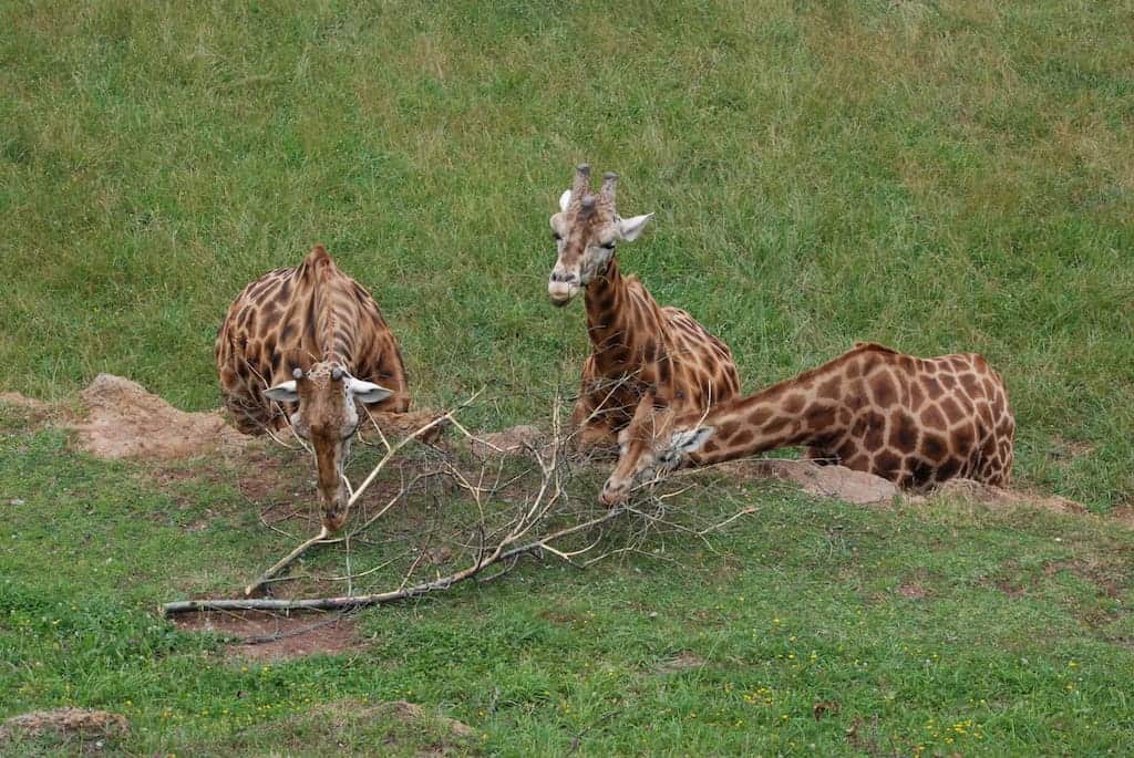 El Parque de la Naturaleza de Cabárceno