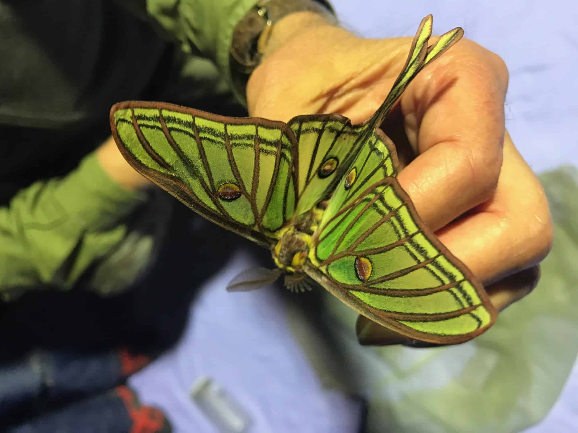 Disfruta de mariposas isabelinas en Insect Park