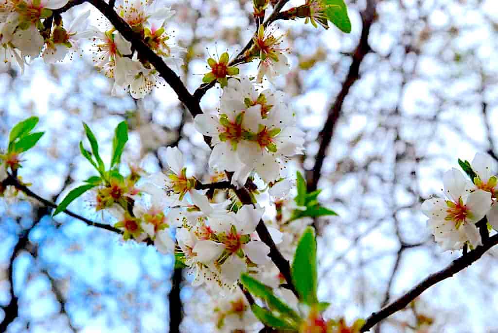 La Quinta de los Molinos: floración de los almendros