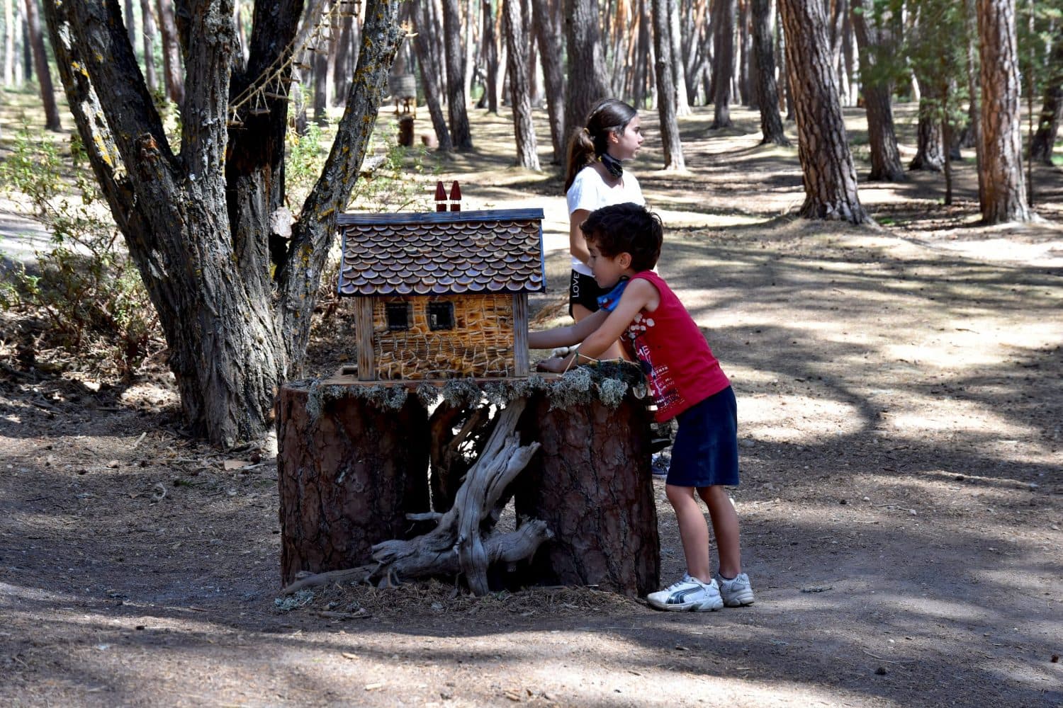 Descubriendo el Bosque Mágico de San Leonardo de Yagüe