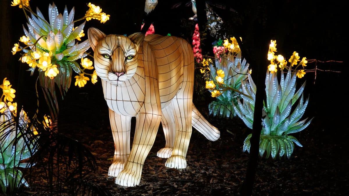 Conoce Brilla Madrid Zoo: el mayor zoo iluminado del mundo