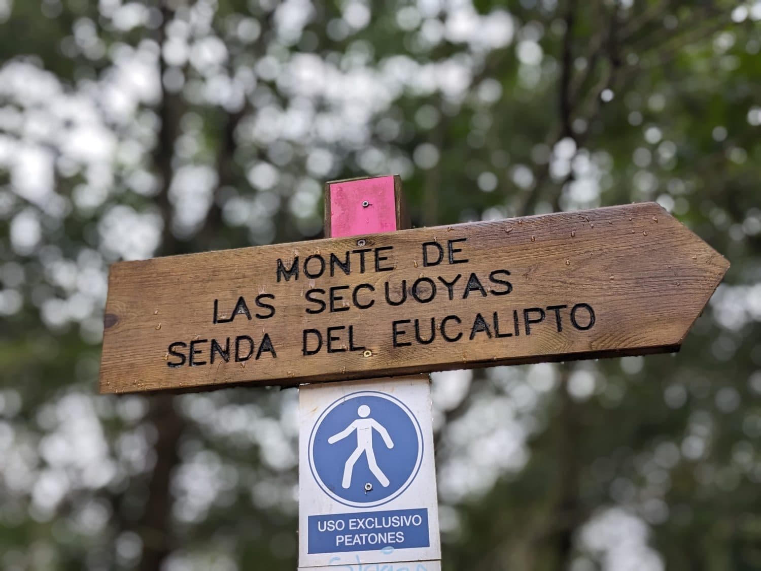 Bosque de Secuoyas de Cabezón de la Sal