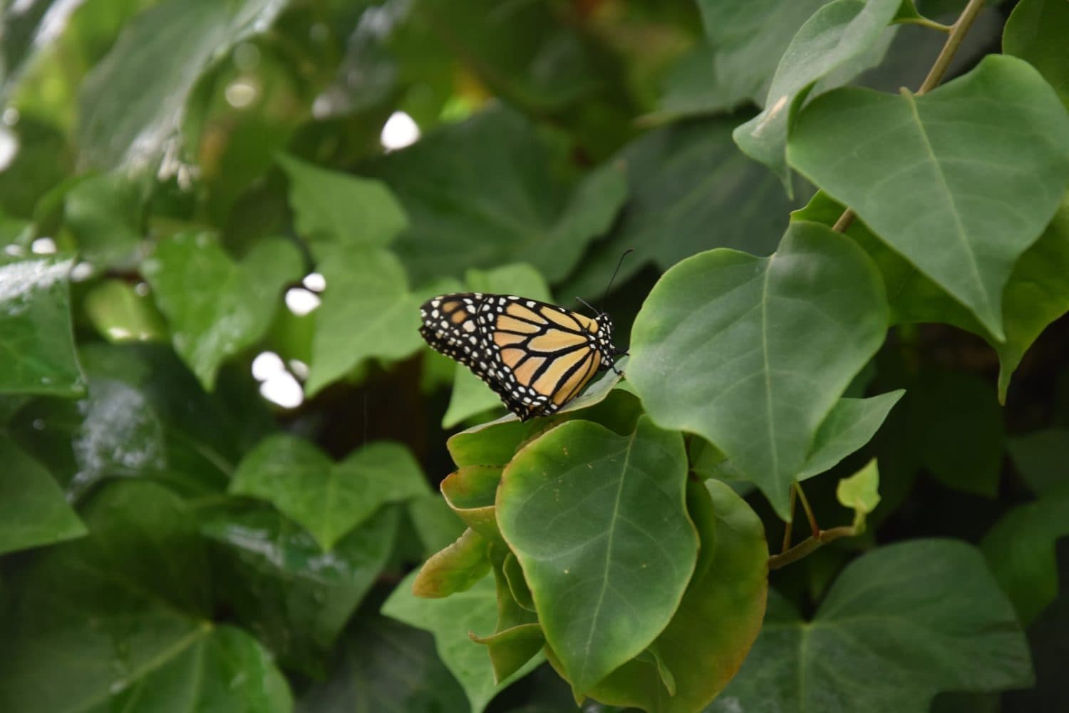 Mariposario de Níjar